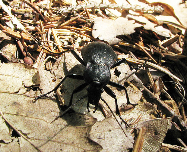 bystruška záhradná carabus hortensis