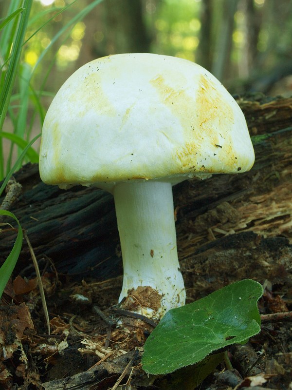 pečiarka hľuznatá Agaricus essettei Bon