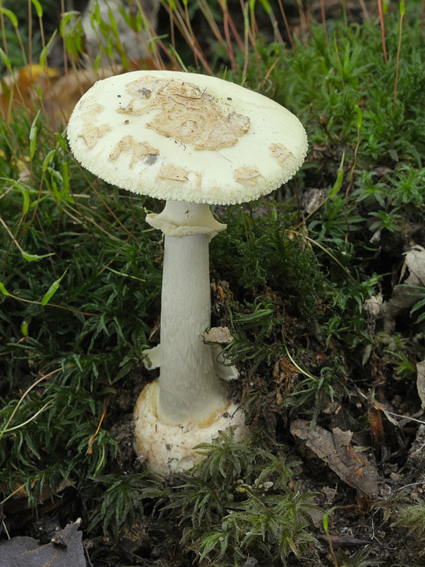 muchotrávka citrónovožltá Amanita citrina Pers.