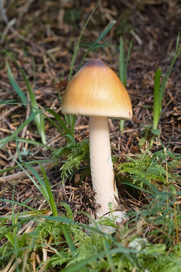 muchotrávka plavohnedá Amanita fulva Fr.