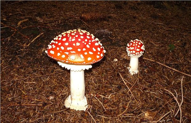 muchotrávka červená Amanita muscaria (L.) Lam.