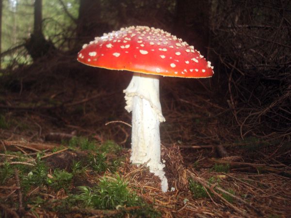 muchotrávka červená Amanita muscaria (L.) Lam.