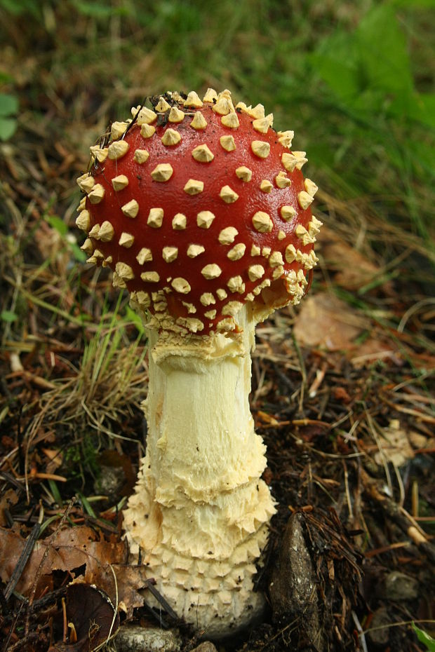 muchotrávka červená Amanita muscaria (L.) Lam.