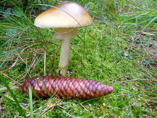 muchotrávka zelená Amanita phalloides (Vaill. ex Fr.) Link