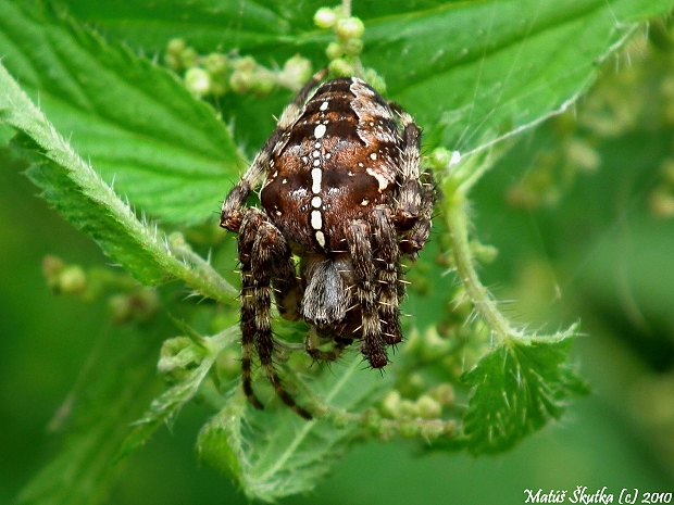 križiak obyčajný Araneus diadematus