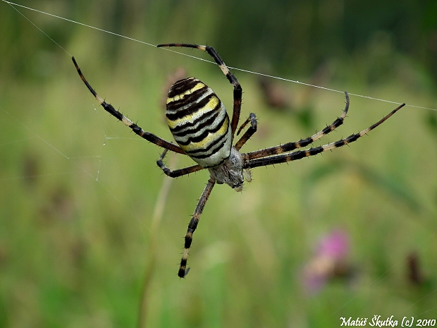 križiak pásavý Argiope bruennichi