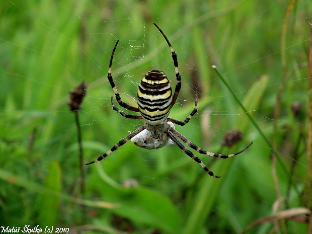 križiak pásavý Argiope bruennichi