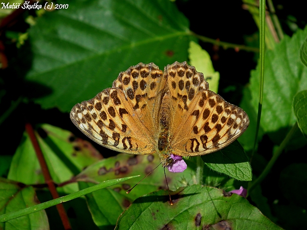 perlovec striebristopásavý Argynnis paphia