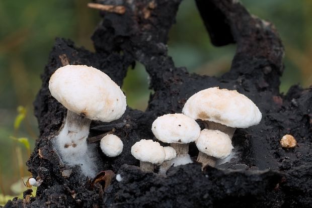 príživnica prášnicovitá Asterophora lycoperdoides (Bull.) Ditmar