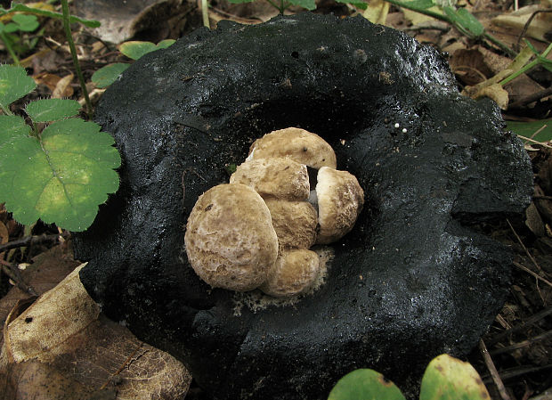 príživnica prášnicovitá Asterophora lycoperdoides (Bull.) Ditmar