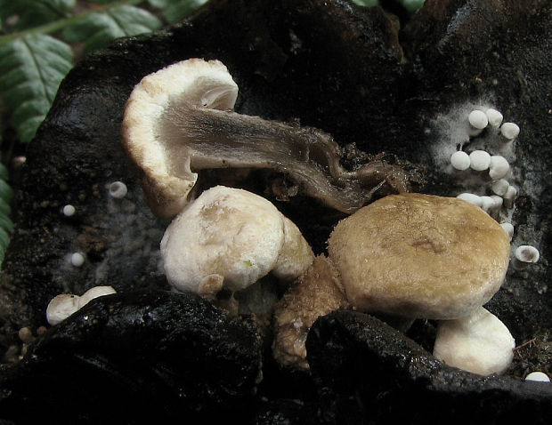 príživnica prášnicovitá Asterophora lycoperdoides (Bull.) Ditmar