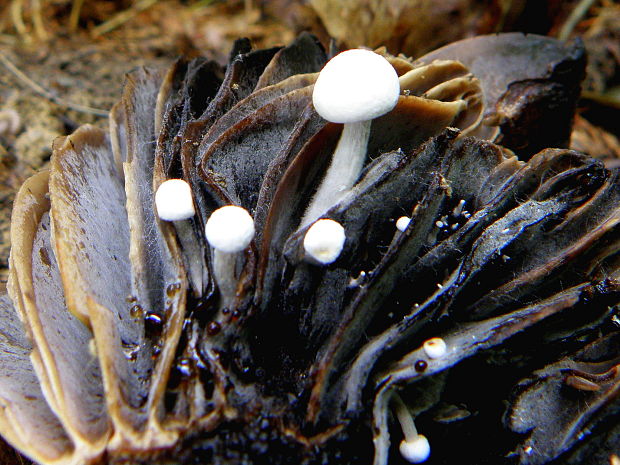 príživnica prášnicovitá Asterophora lycoperdoides (Bull.) Ditmar