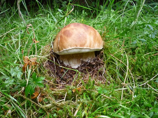 hríb smrekový Boletus edulis Bull.