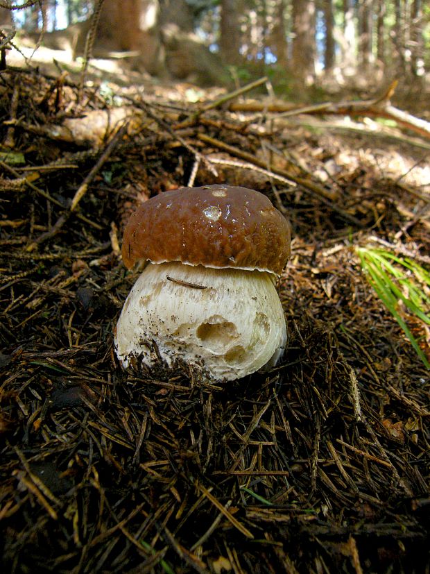 hríb smrekový Boletus edulis Bull.