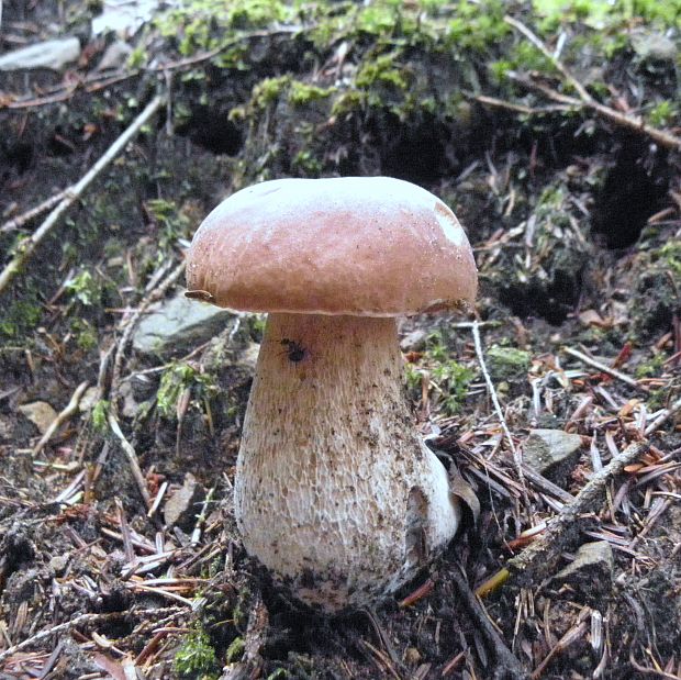 hríb smrekový Boletus edulis Bull.