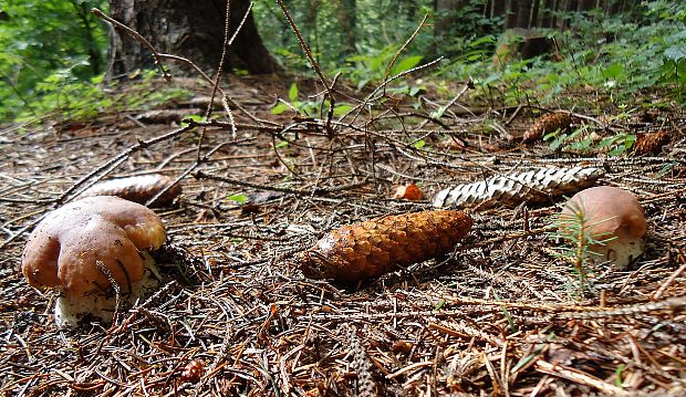 hríb smrekový Boletus edulis Bull.