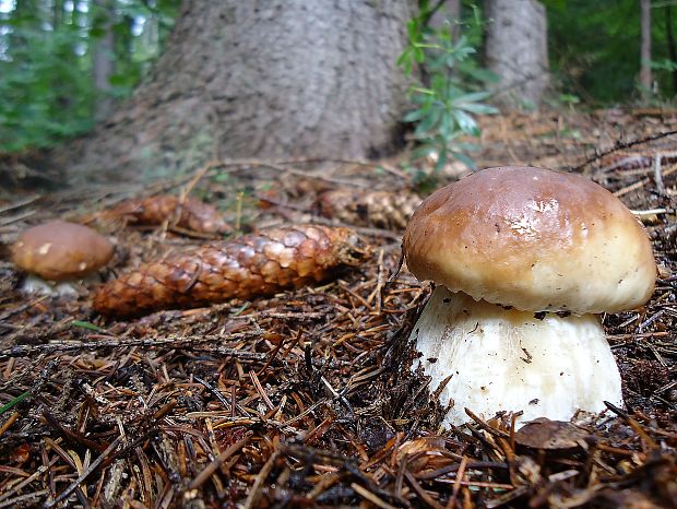 hríb smrekový Boletus edulis Bull.