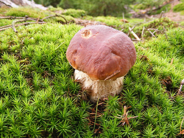 hríb smrekový Boletus edulis Bull.