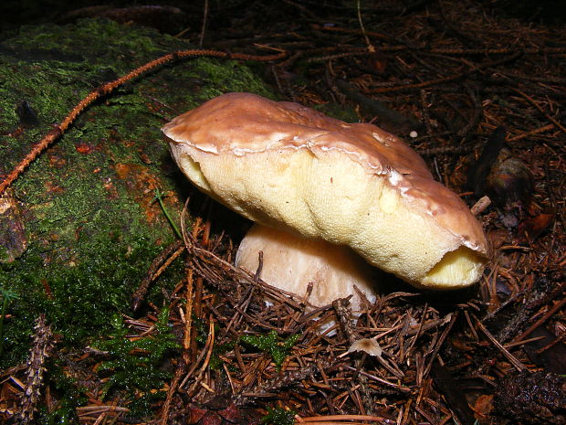 hríb smrekový Boletus edulis Bull.