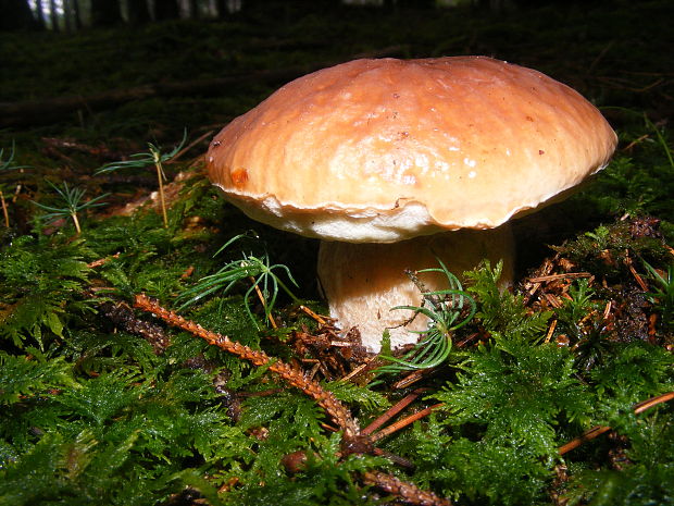 hríb smrekový Boletus edulis Bull.