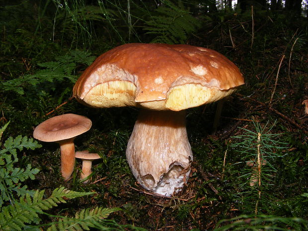 hríb smrekový Boletus edulis Bull.