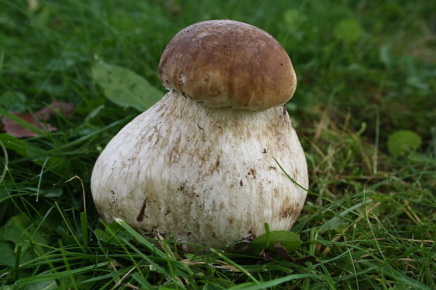 hríb smrekový Boletus edulis Bull.