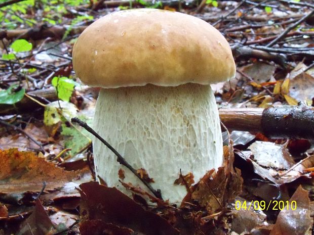 hríb smrekový Boletus edulis Bull.