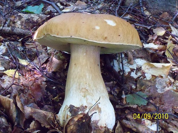 hríb smrekový  Boletus edulis Bull.