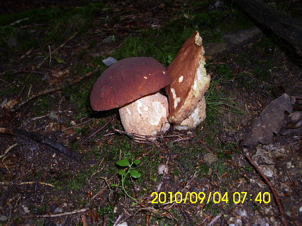 hríb sosnový Boletus pinophilus Pil. et Dermek in Pil.