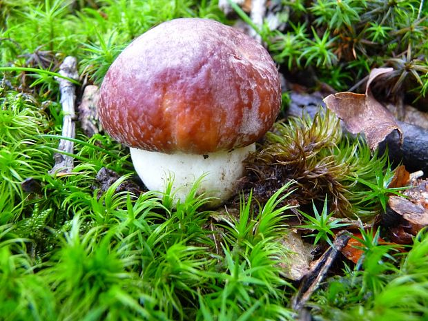 hríb sosnový Boletus pinophilus Pil. et Dermek in Pil.