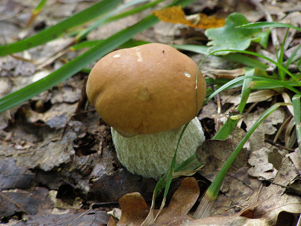 hríb dubový Boletus reticulatus Schaeff.