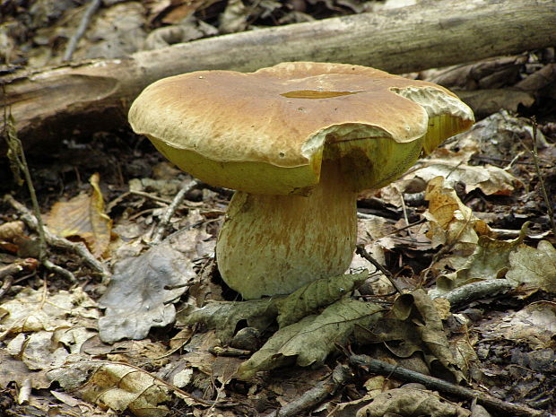 hríb dubový Boletus reticulatus Schaeff.