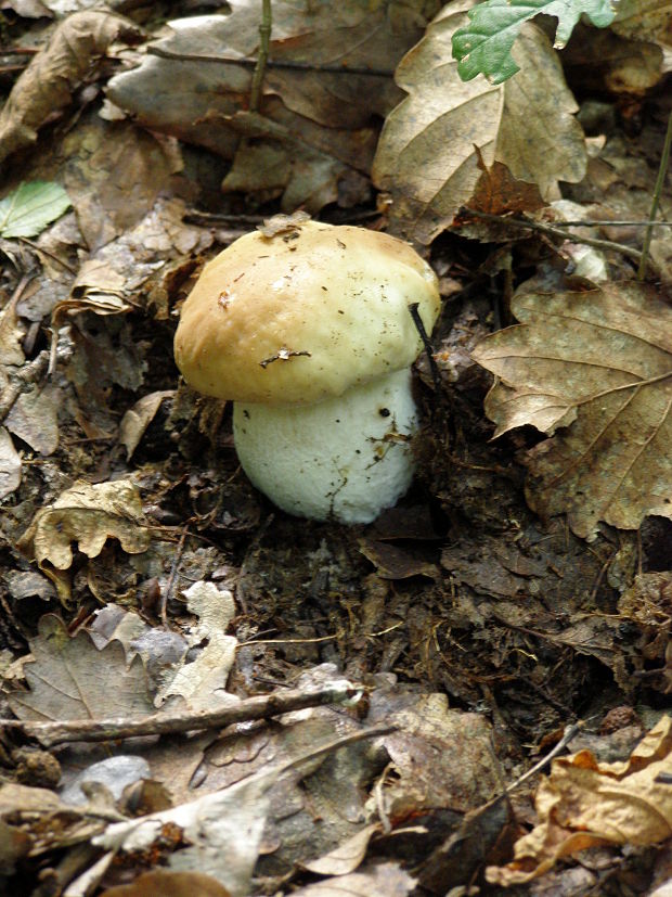 hríb dubový Boletus reticulatus Schaeff.