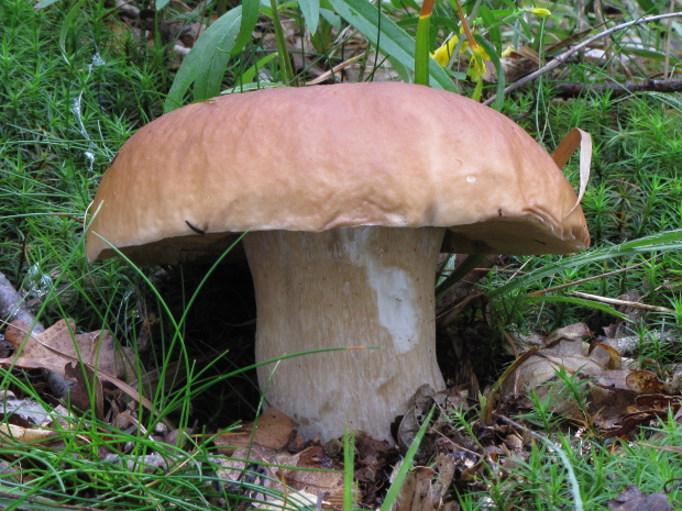 hríb dubový Boletus reticulatus Schaeff.