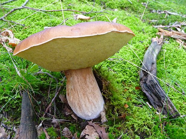 hríb dubový Boletus reticulatus Schaeff.