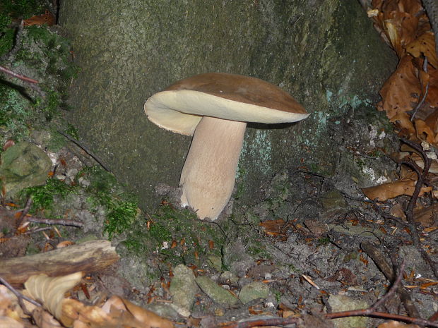 hríb dubový Boletus reticulatus Schaeff.