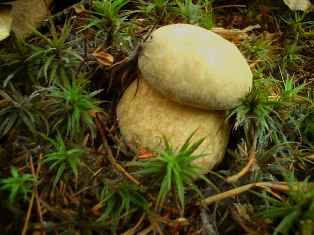 hríb Boletus sp.