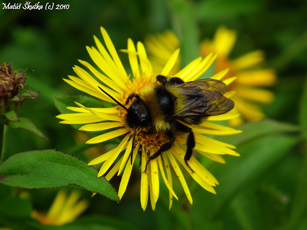 čmeľ zemný Bombus terrestris