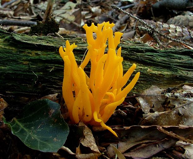 parôžkovec lepkavý Calocera viscosa (Pers.) Fr.