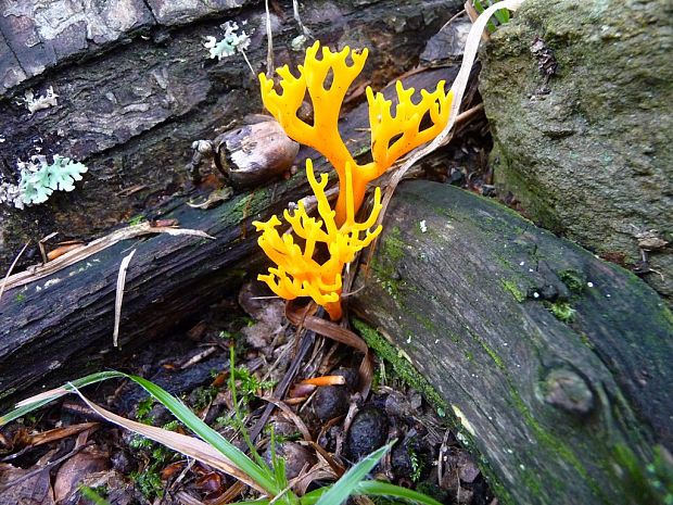 parôžkovec lepkavý Calocera viscosa (Pers.) Fr.