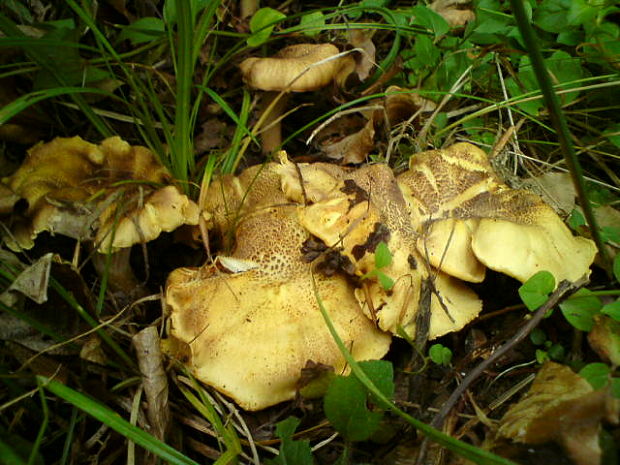 kuriatko jedlé ametystové Cantharellus amethysteus (Quél.) Sacc.