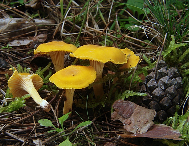 kuriatko jedlé Cantharellus cibarius Fr.