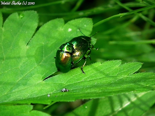 liskavka mätová Chrysolina herbacea