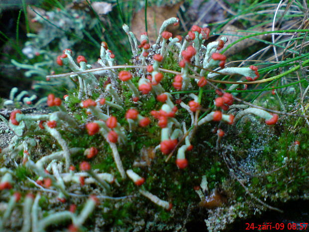 dutohlávka Cladonia sp.