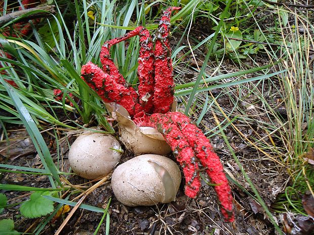 mrežovka kvetovitá Clathrus archeri (Berk.) Dring