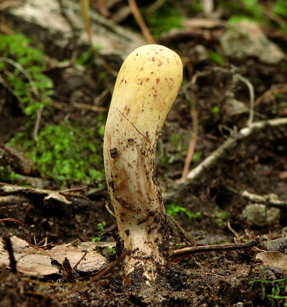 kyjak citrónovožltý Clavariadelphus flavoimmaturus R.H. Petersen