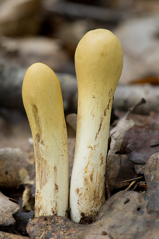 kyjak obrovský Clavariadelphus pistillaris (Fr.) Donk