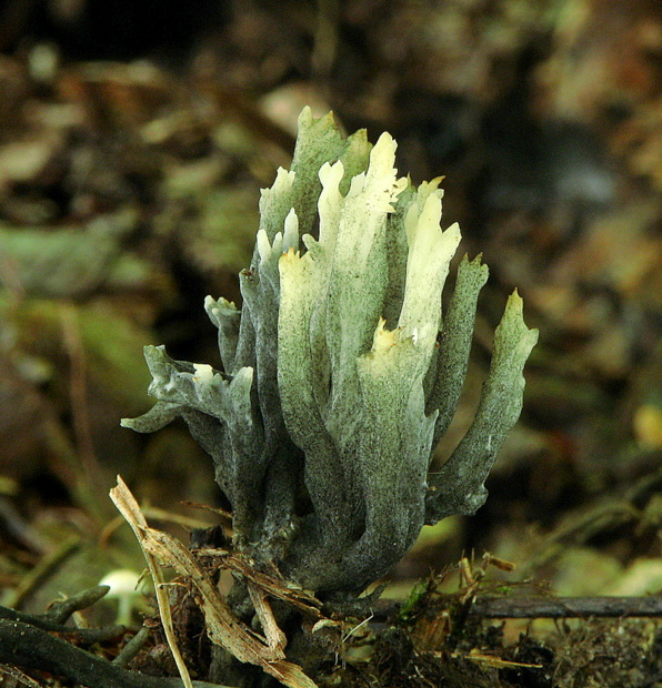 konárovka  Clavulina cristata