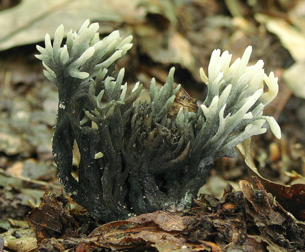 konárovka  Clavulina cristata