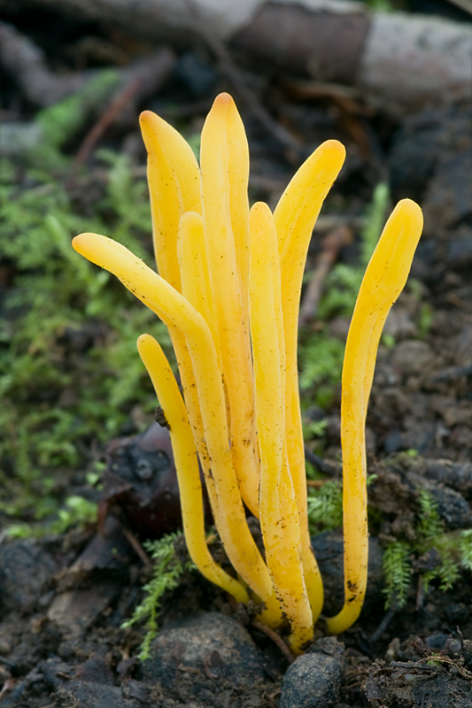 pakonárovka Clavulinopsis sp.